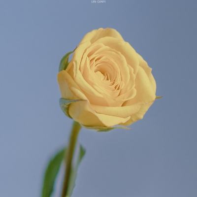 游戏fan熹妃传手游下载